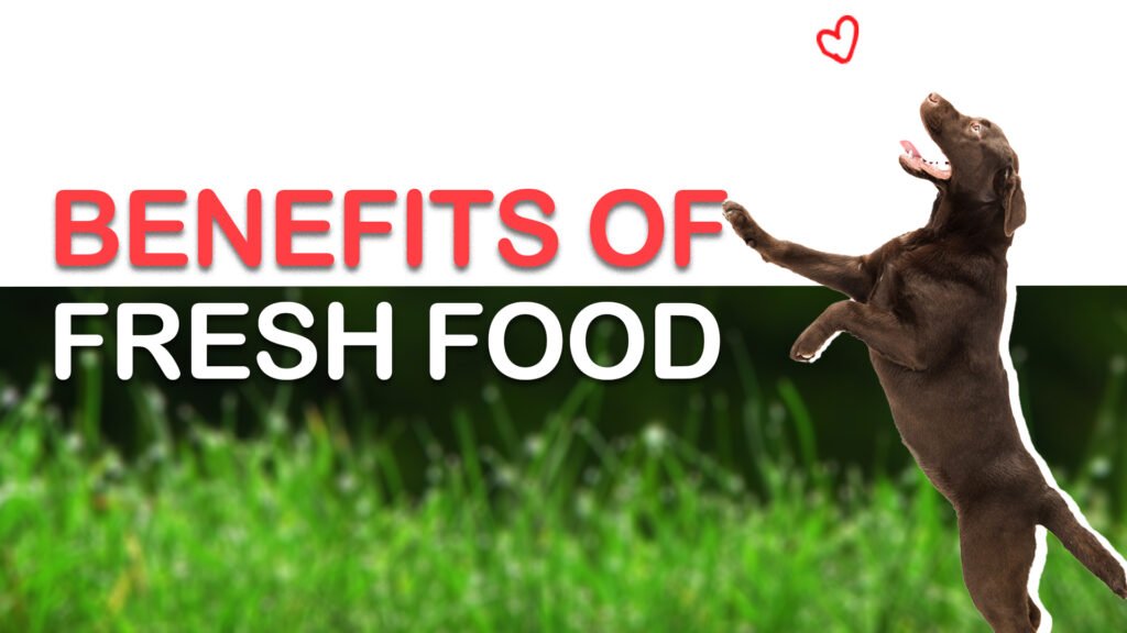 Best fresh food for dogs in India