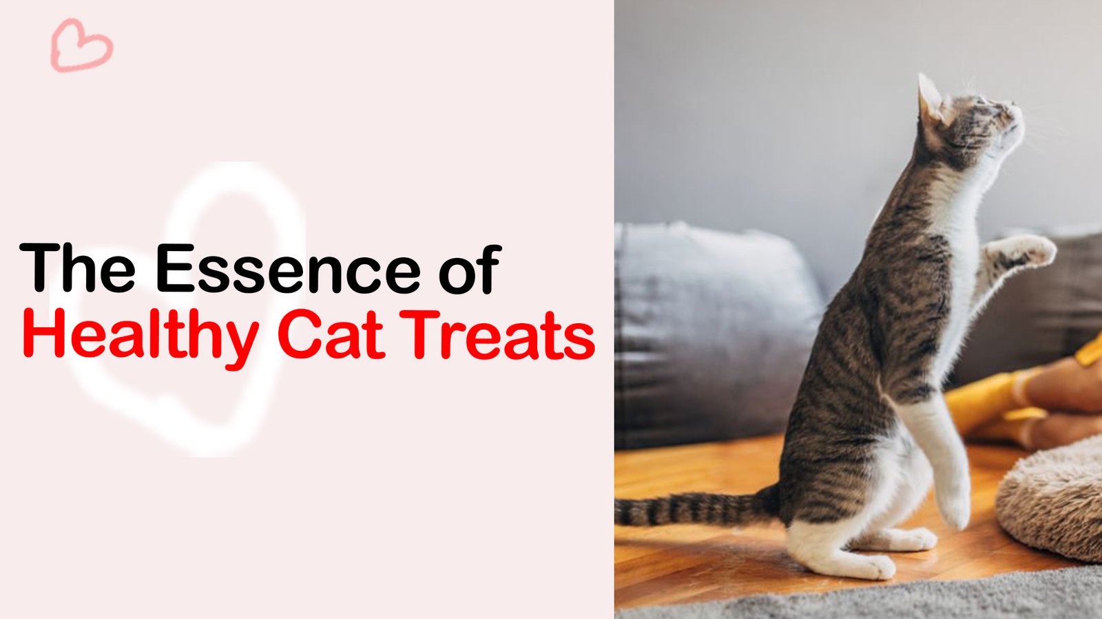 best healthy Cat treats