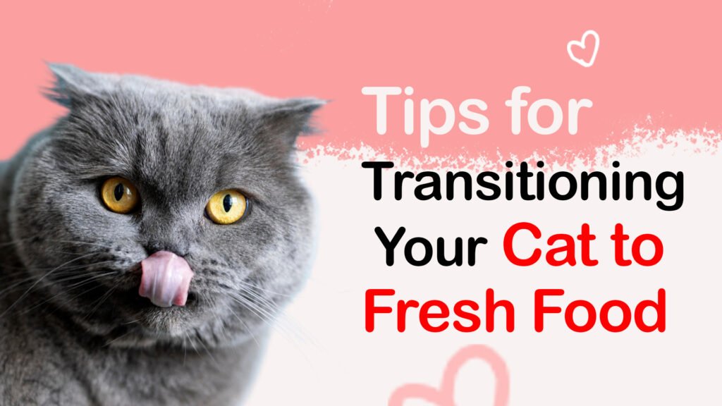 Buy fresh healthy Cat food