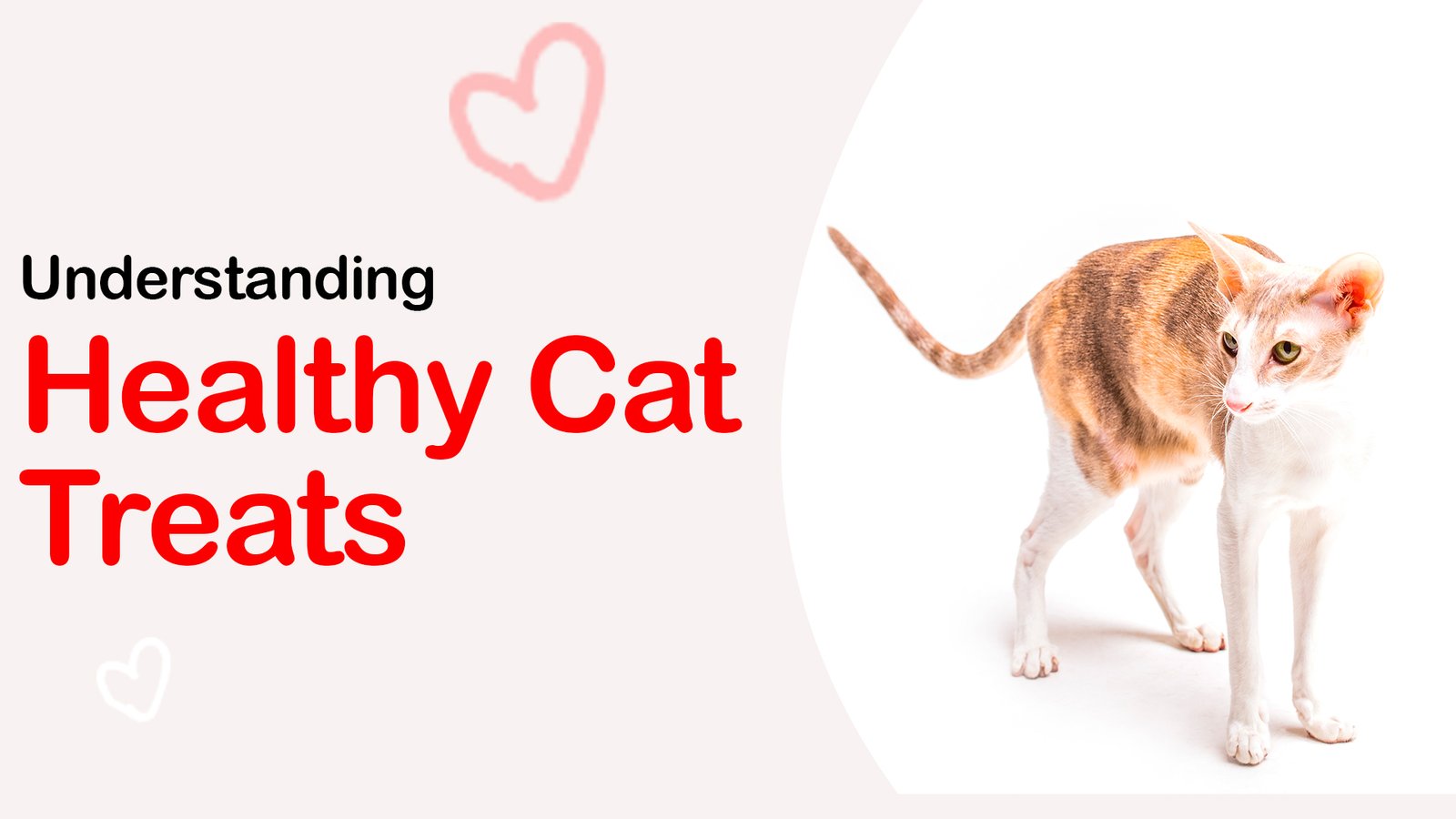 best healthy Cat treats in India