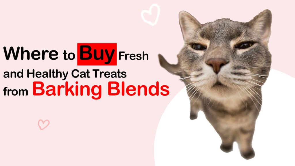 healthy Cat treats