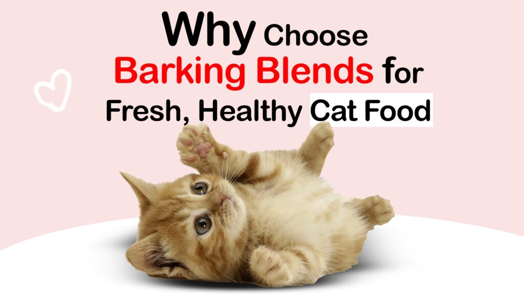 Buy fresh healthy Cat food